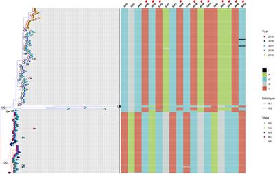 Updating the Phylodynamics of <mark class="highlighted">Yellow Fever</mark> Virus 2016–2019 Brazilian Outbreak With New 2018 and 2019 São Paulo Genomes